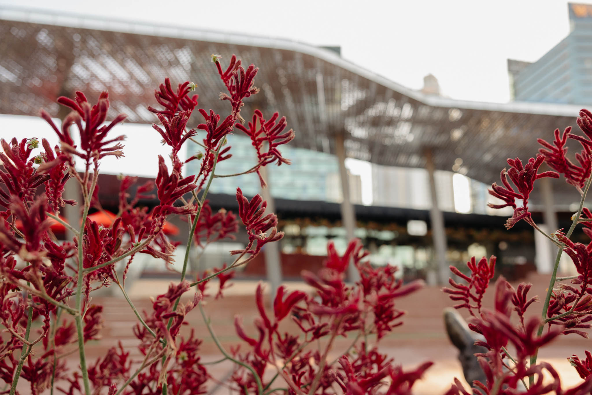 Wildflower Garden at Yagan Square