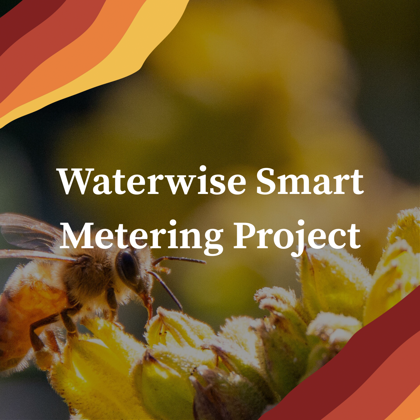 Waterwise bee on flower