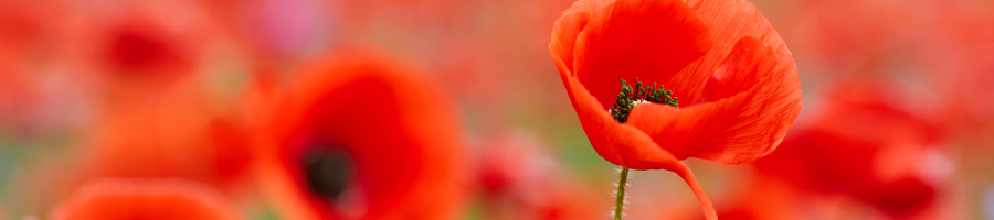 Remembrance Day at Barrack Square