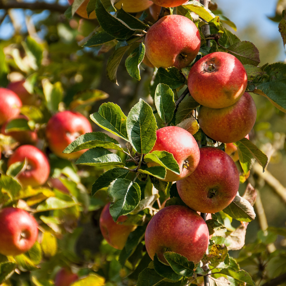 Pink Lady Apple Launch