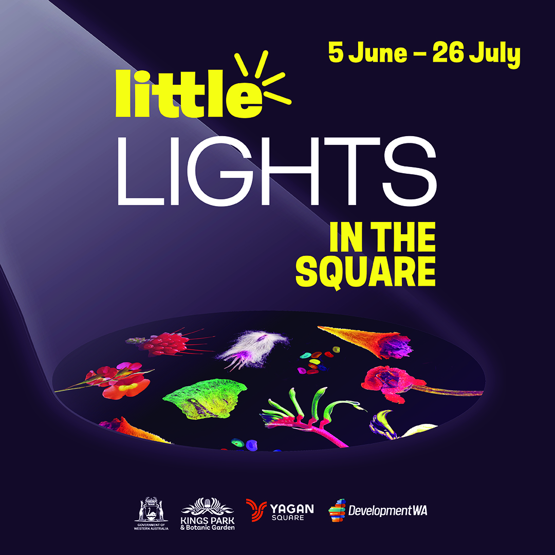 Little Lights in the Square 