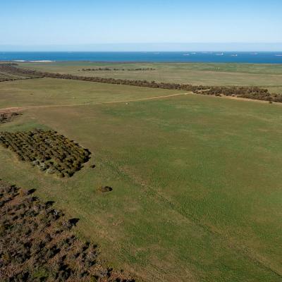 Sia Oakajee Drone 22