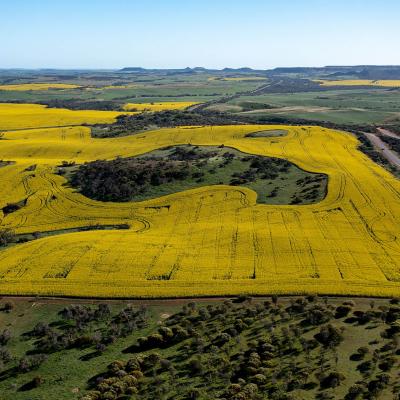 Sia Oakajee Drone 26