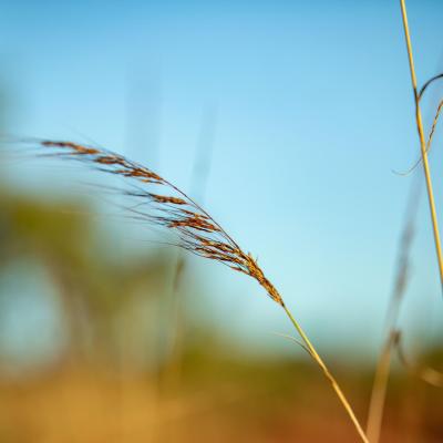 Sia Browse Lng Gallery 20