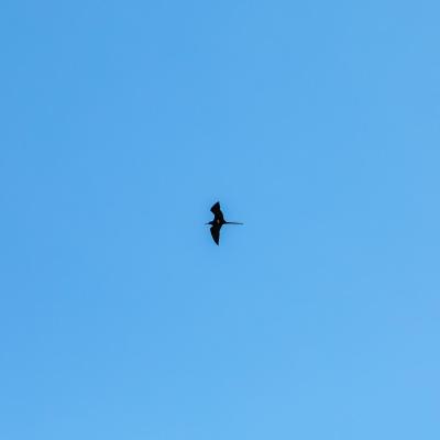 Sia Browse Lng Gallery 8